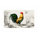 Cock illustrated (Print Only) thumbnail