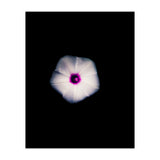 White Flora (Print Only) thumbnail