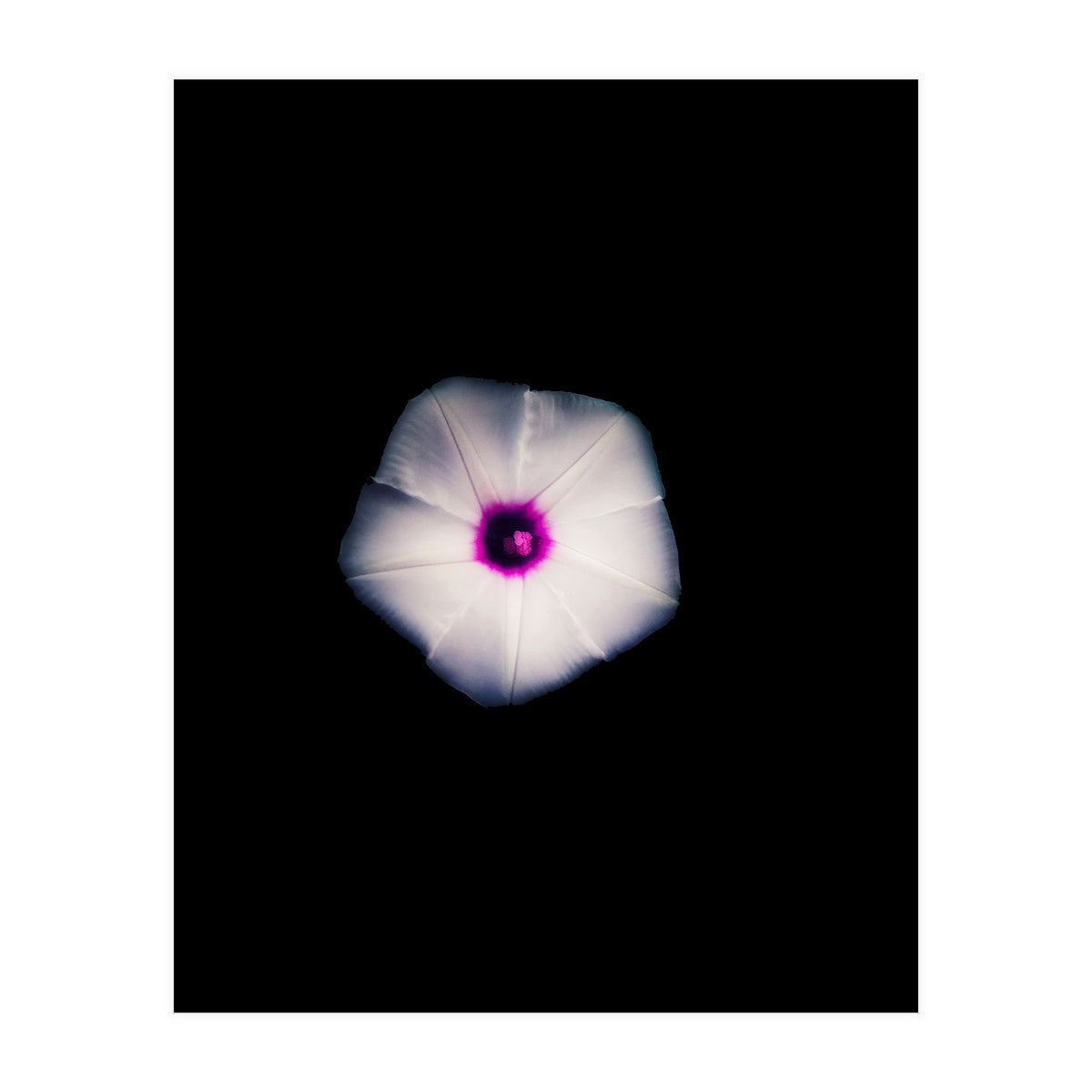 White Flora (Print Only)