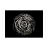 Backyard Flowers In Black And White 72 (Print Only) thumbnail