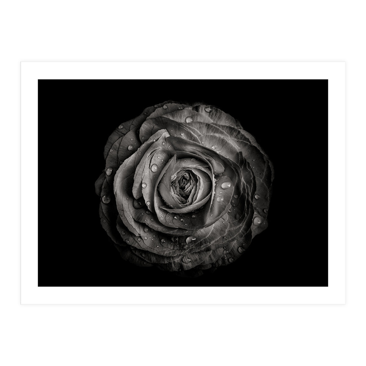 Backyard Flowers In Black And White 72 (Print Only)