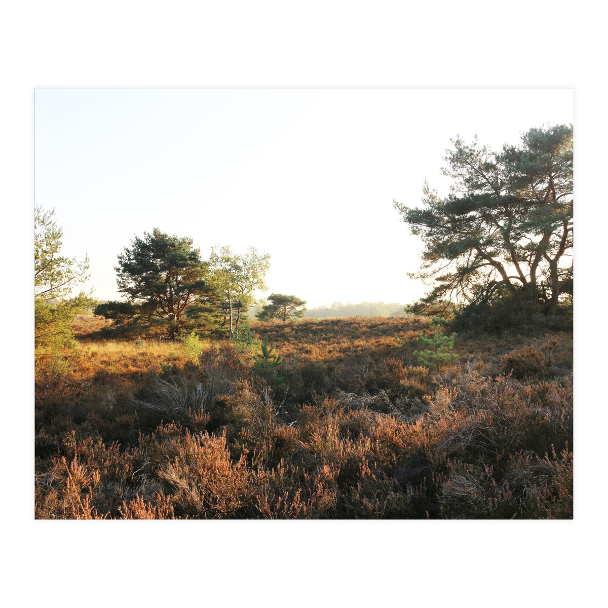 Heath landscape (Print Only)