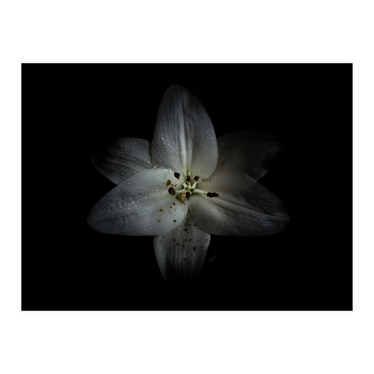 Backyard Flowers No 28 Color Version (Print Only)