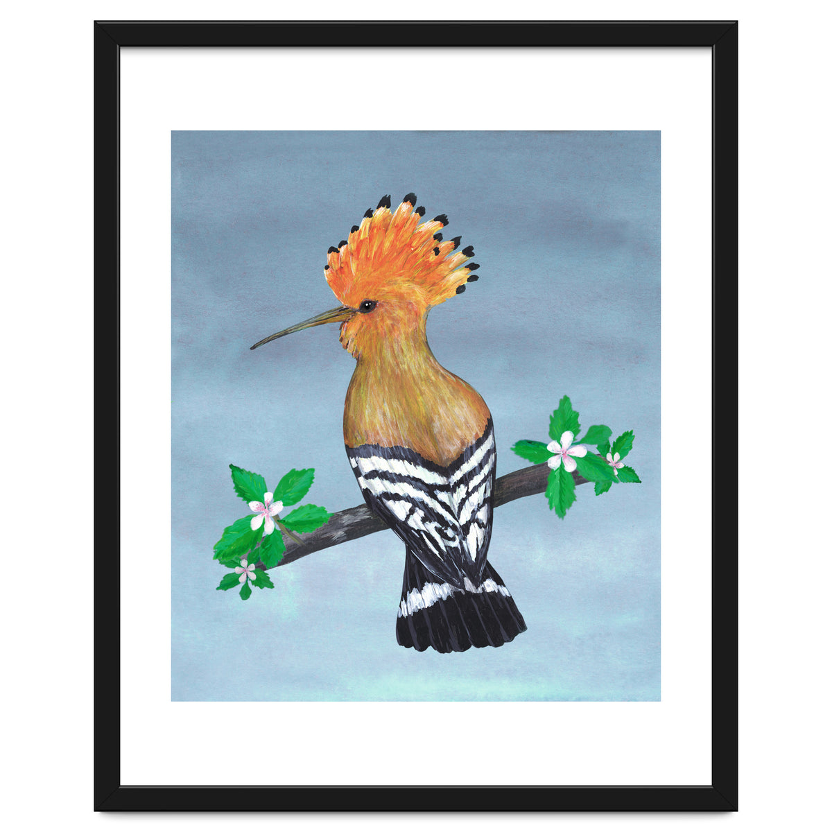 Hoopoe bird
