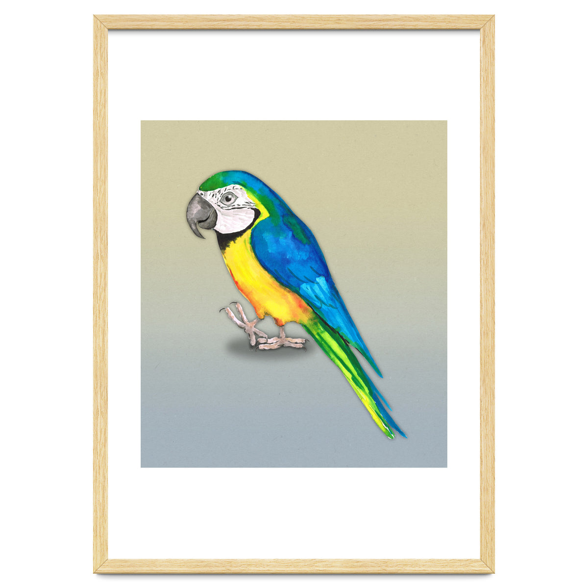 Blue and yellow macaw