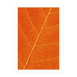 Autumn Leaf (Print Only) thumbnail