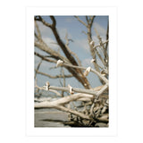 Seashells And Driftwood  (Print Only) thumbnail
