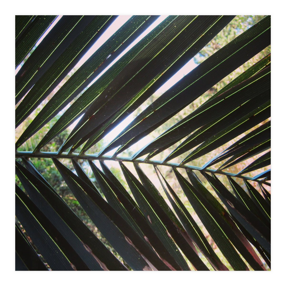 Palm leaf (Print Only)