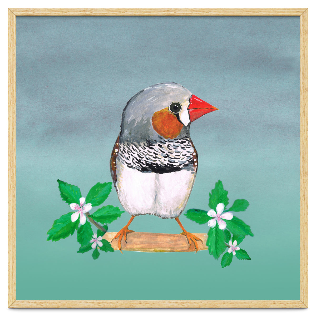 Zebra finch