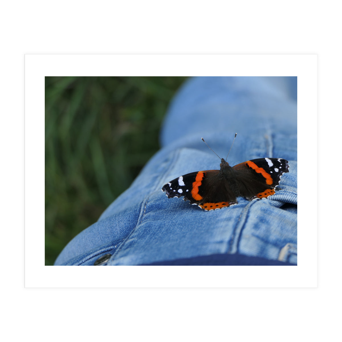 Friendly Butterfly (Print Only)