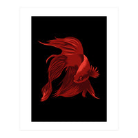 Betta (Print Only)