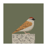 Sparrow  (Print Only) thumbnail
