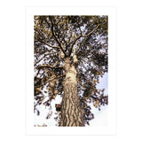 Bucolism 6 (Print Only) thumbnail