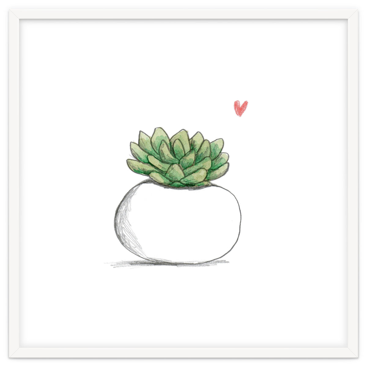 Succulent in Small White Planter