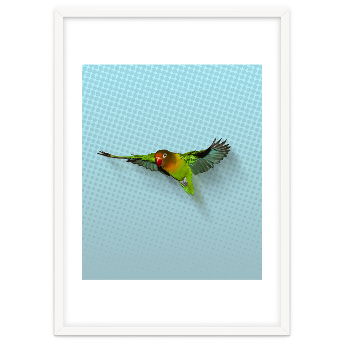 Flying lovebird