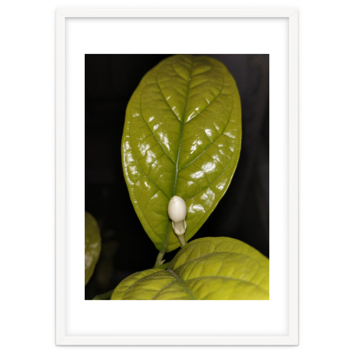 Jasmine Flower Fragrance