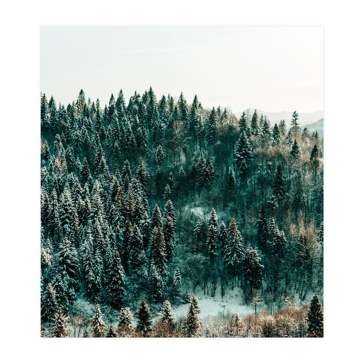 In The Wild (Print Only)