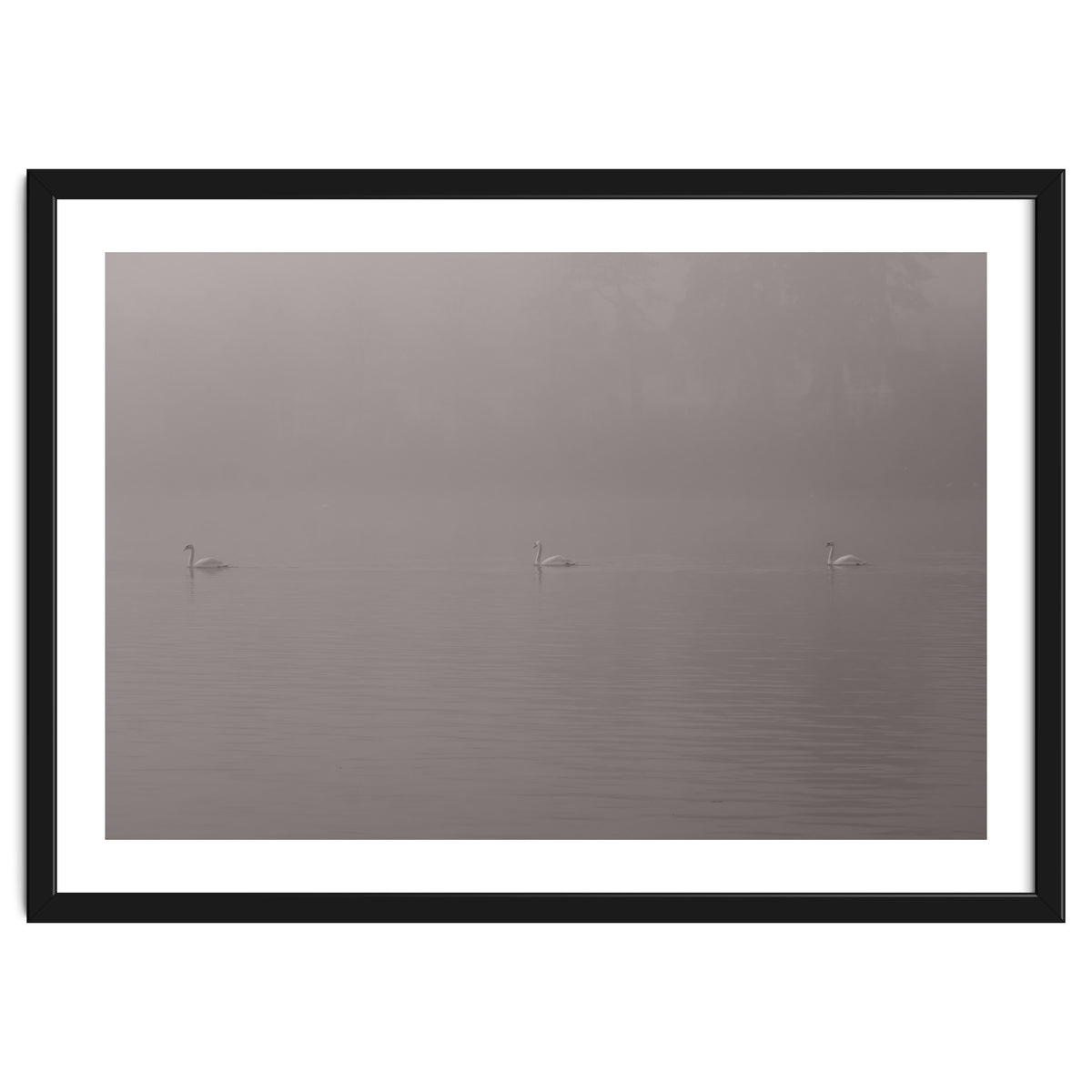 Swans in the mist