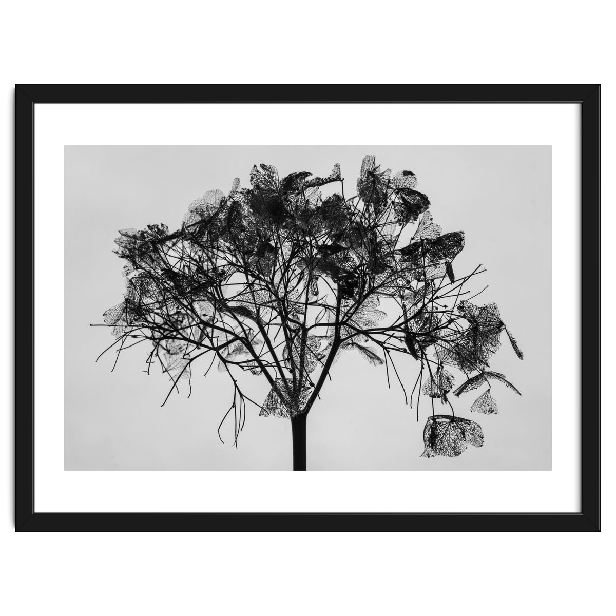 Hydrangea flower head