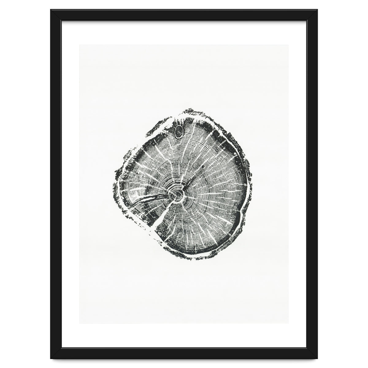 Tree Ring Print, Albion Basin, Utah, Pine Tree Print