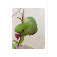 Cute Parrot (Print Only)