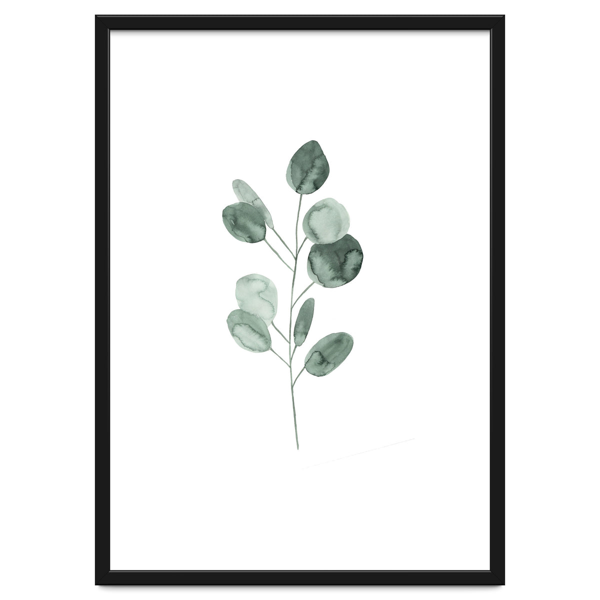 Botanical Illustration Eukalyptus2