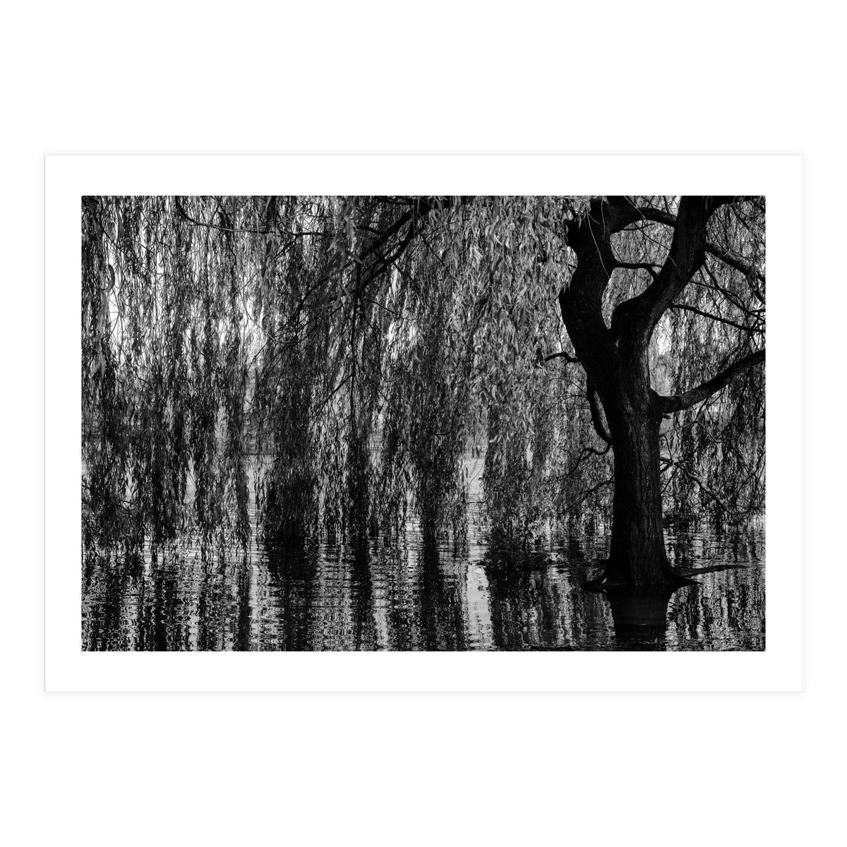 Weeping Willow (Print Only)
