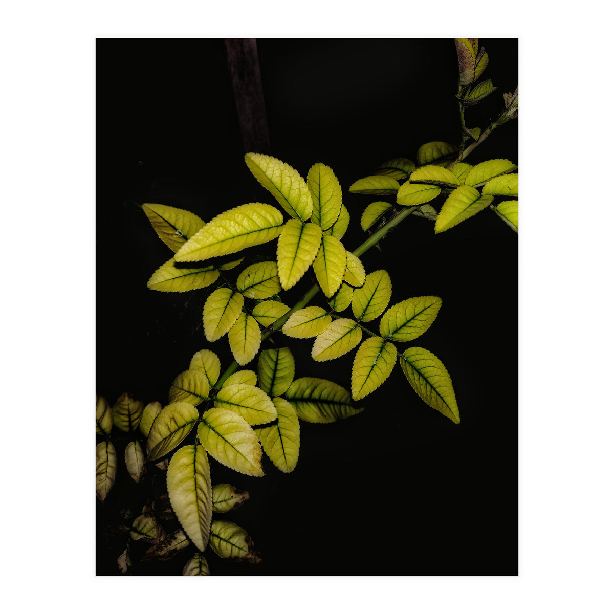 Dew Drops Leaves (Print Only)