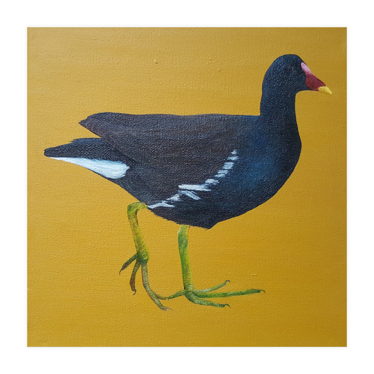 Moorhen (Print Only)