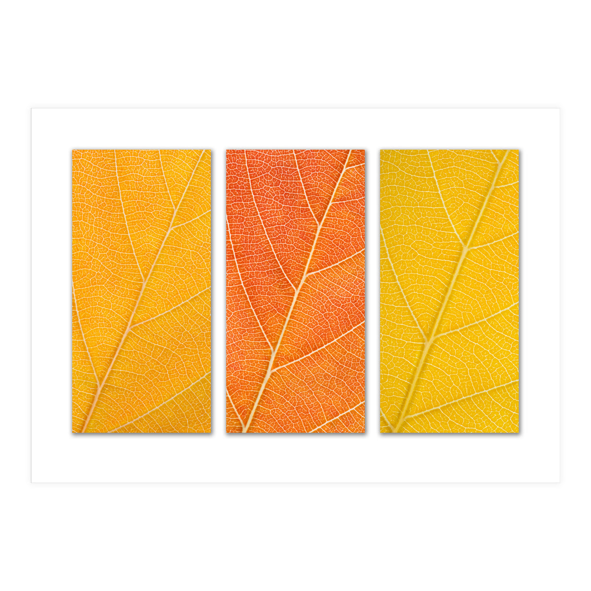 Autumn Leaves (Print Only)
