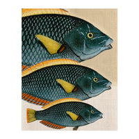 Fish Classic Designs 10 (Print Only)