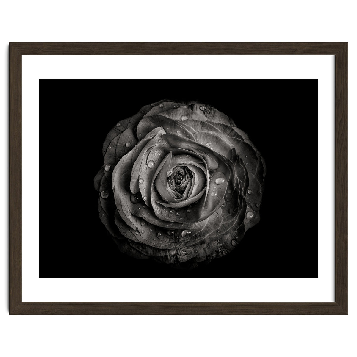 Backyard Flowers In Black And White 72