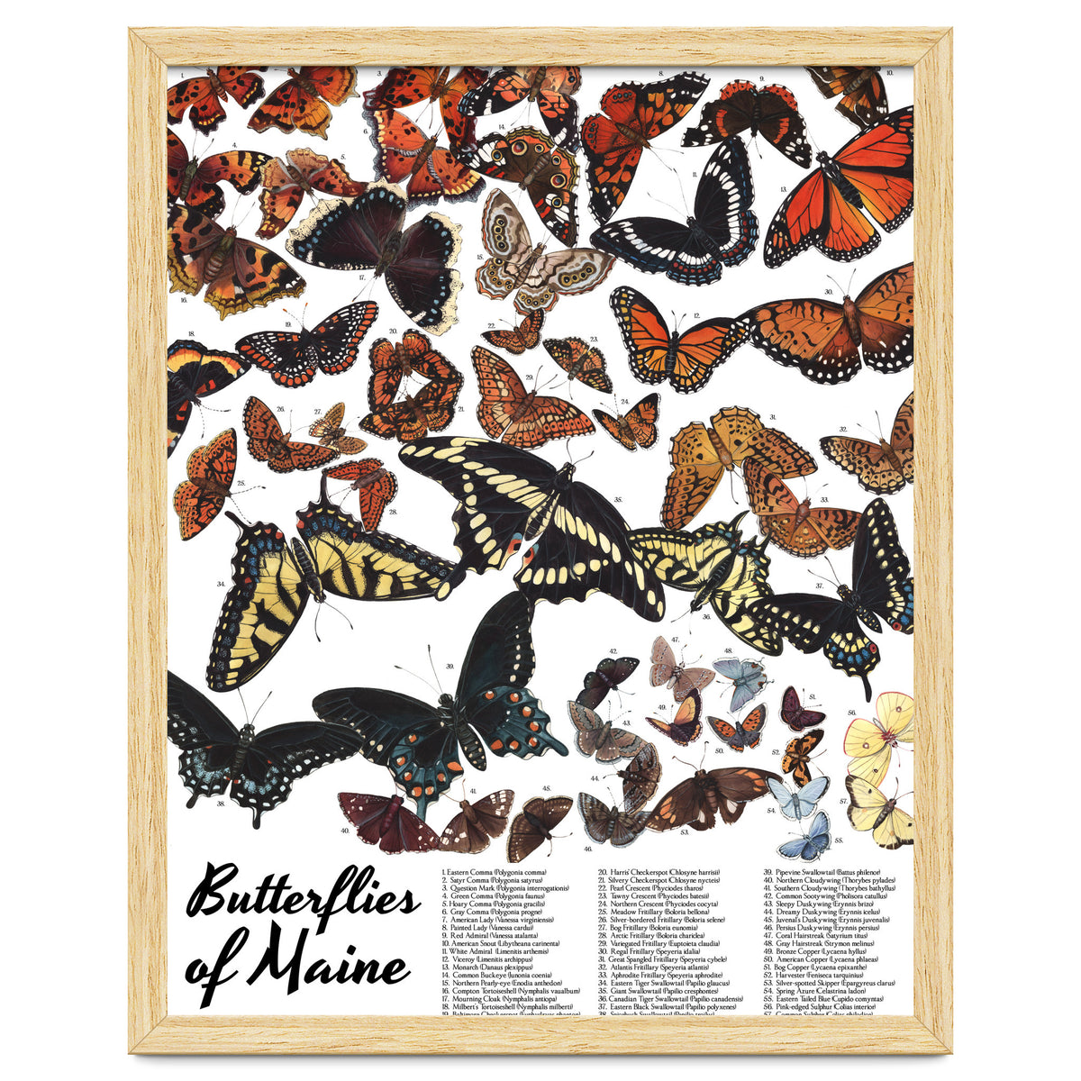Maine Butterflies Chart