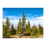 Pine Mountain (Print Only) thumbnail