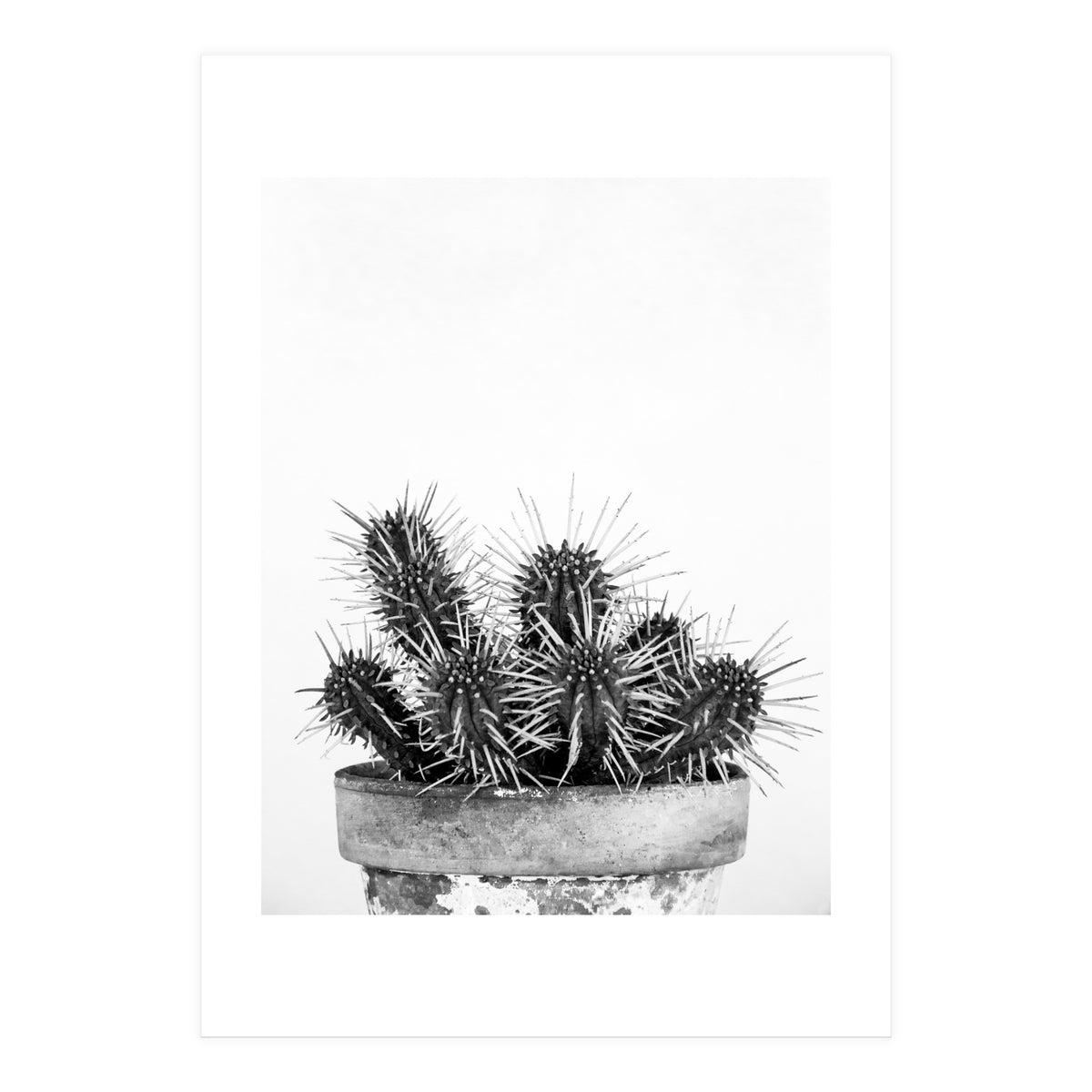 Cactus nature II (Print Only)