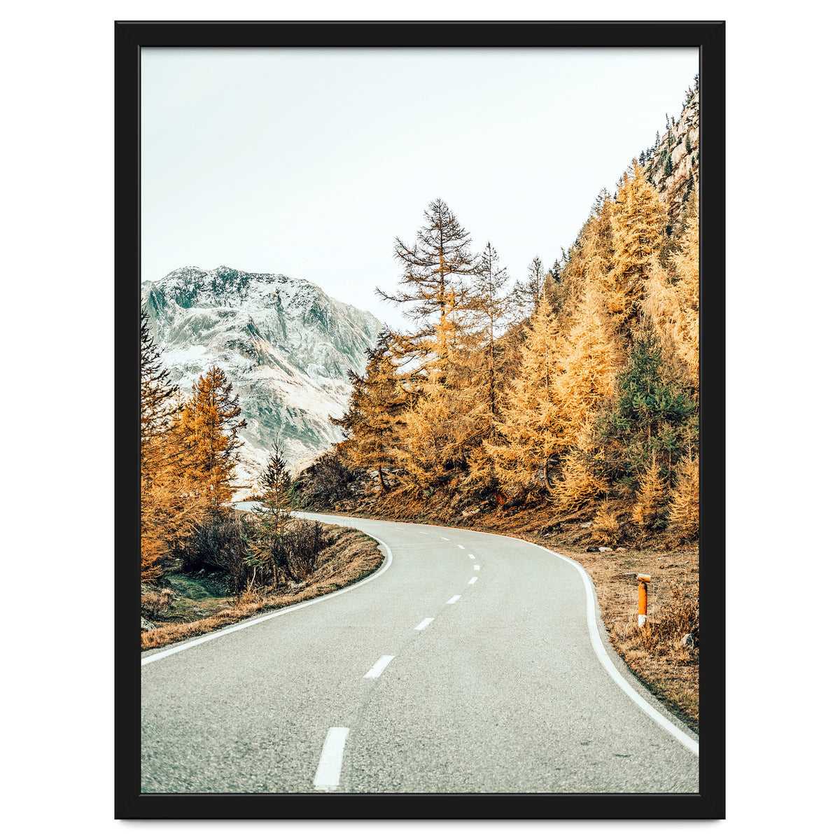 Snow and Golden Pine