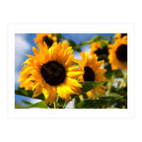 Sunflowers (Print Only)