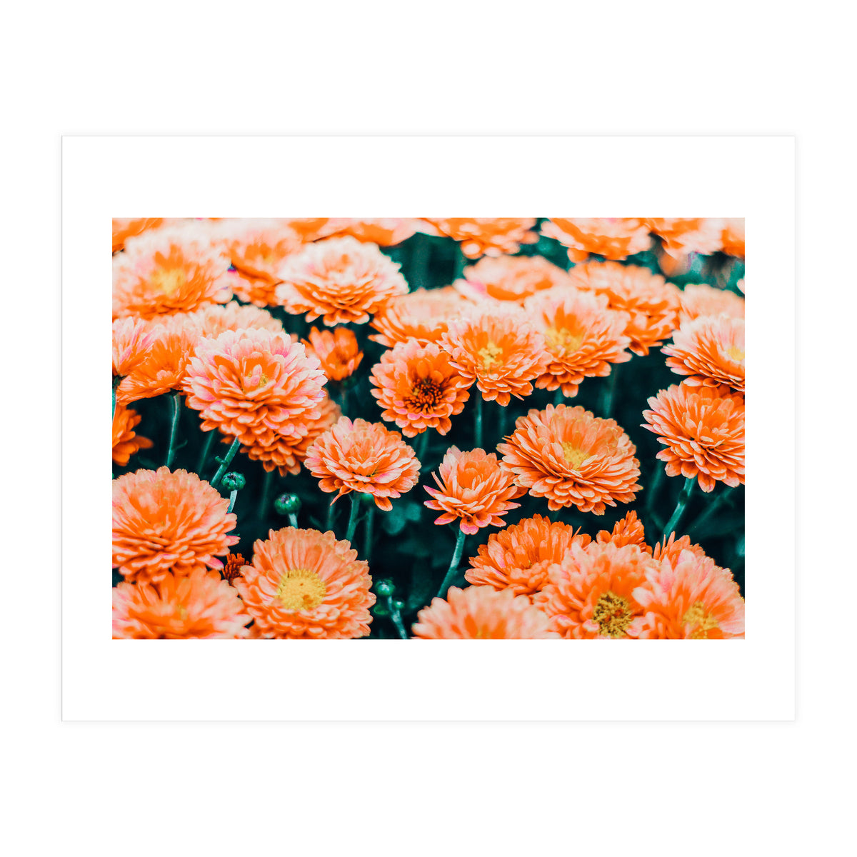 February (Print Only)