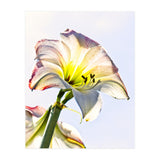 Amaryllis 2 (Print Only) thumbnail