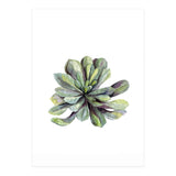 Botanical Illustration Succulent (Print Only) thumbnail