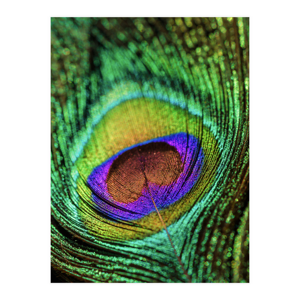 Peacock feather (Print Only)