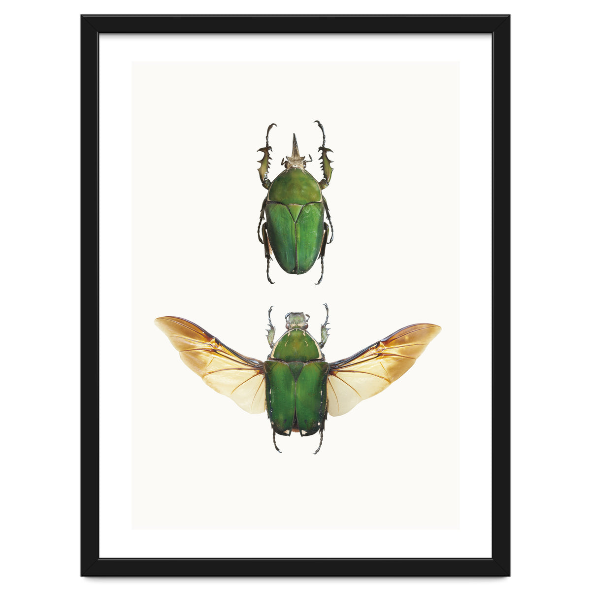 Cc Insects 02