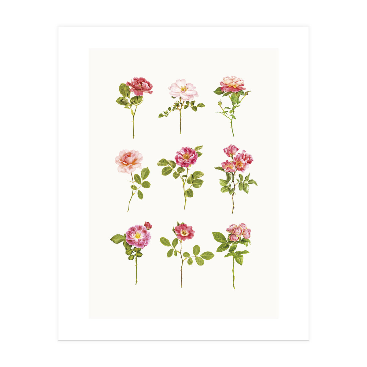 Cc Roses 07 (Print Only)