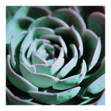 DARKSIDE OF SUCCULENTS III-A (Print Only) thumbnail