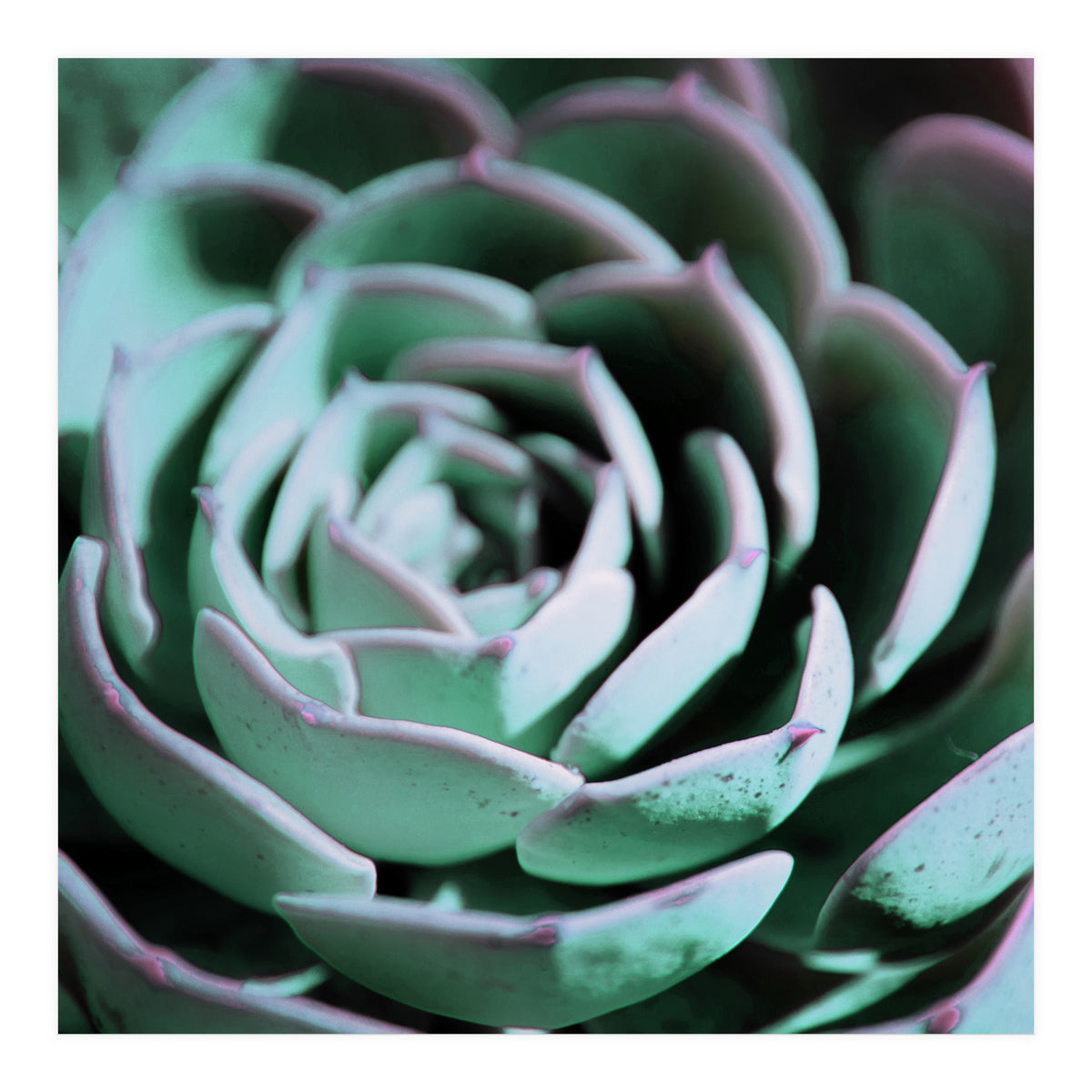 DARKSIDE OF SUCCULENTS III-A (Print Only)