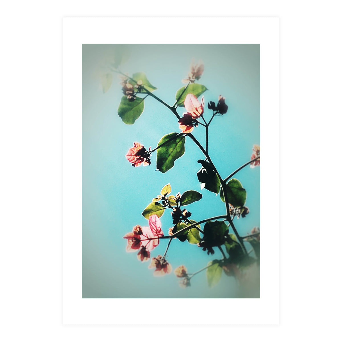 BLOOM & BEAUTY (Print Only)