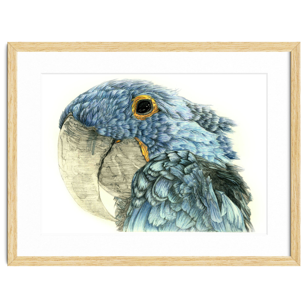 Blue Parrot