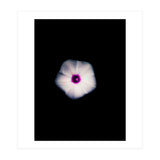 White Flora (Print Only) thumbnail