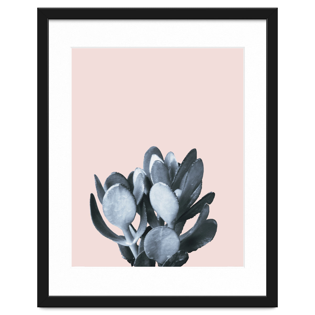 Cactus collection BL-II