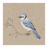 Blue jay (Print Only) thumbnail